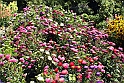 Blomsterbed 1
